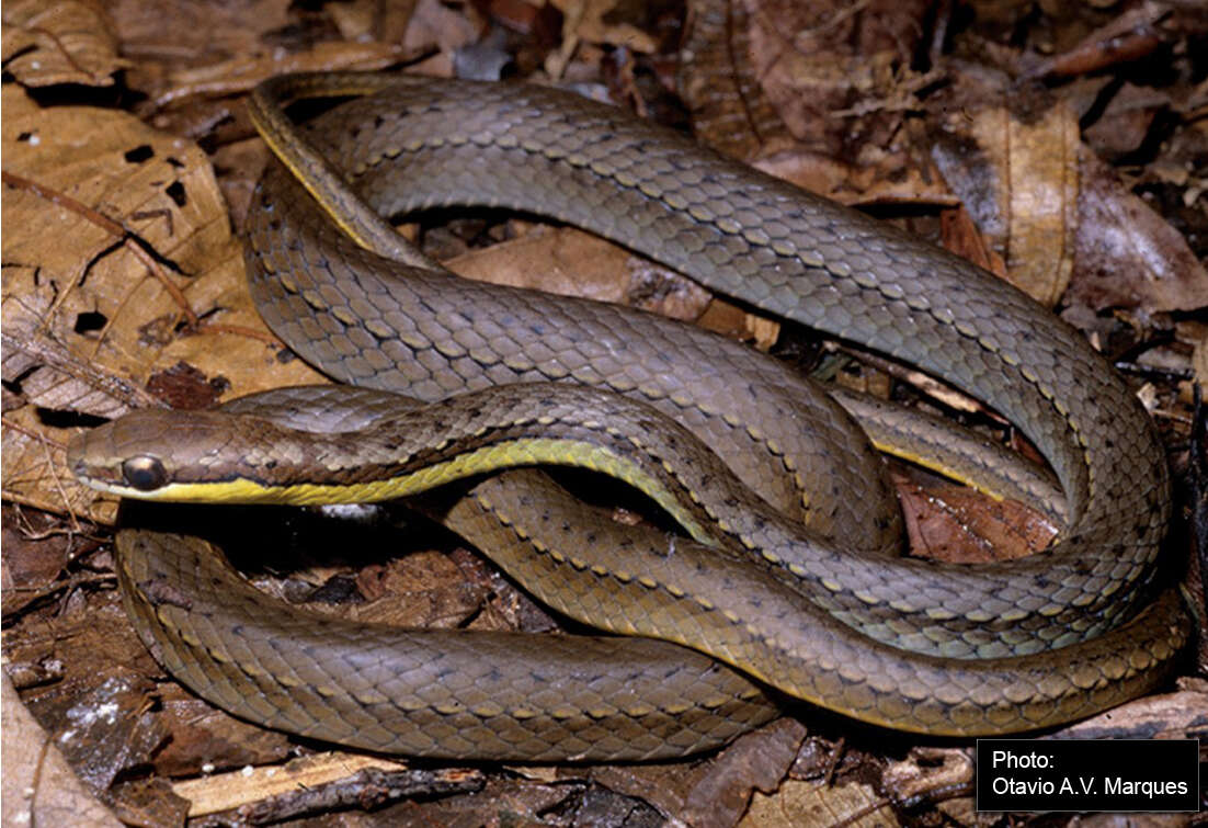 Imagem de Echinanthera cephalostriata Di Bernardo 1996