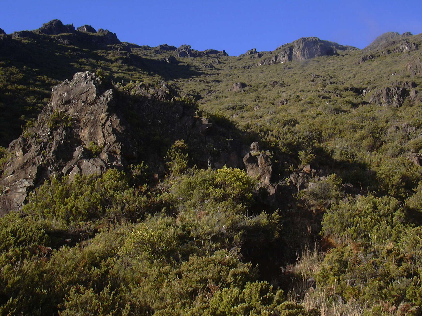 Image of alpine mirrorplant