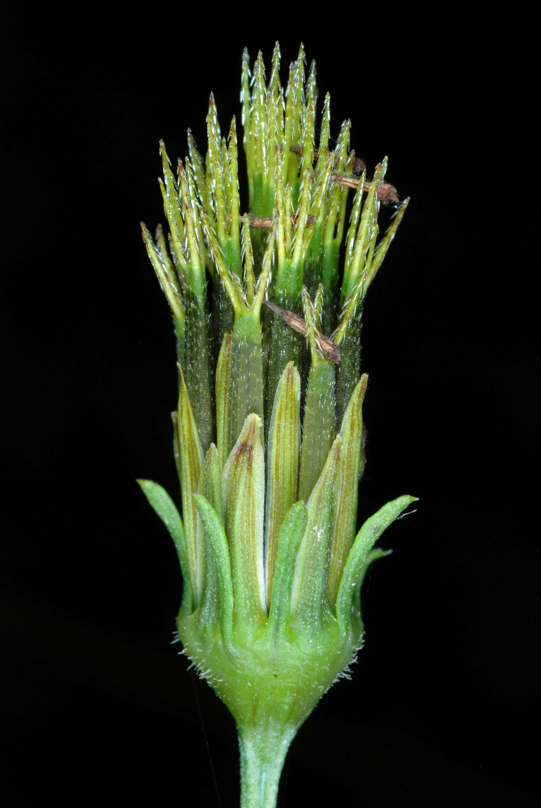 Image of Spanish needles