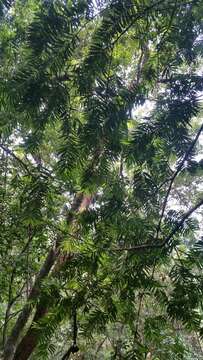 Image of Poilane's Catkin Yew