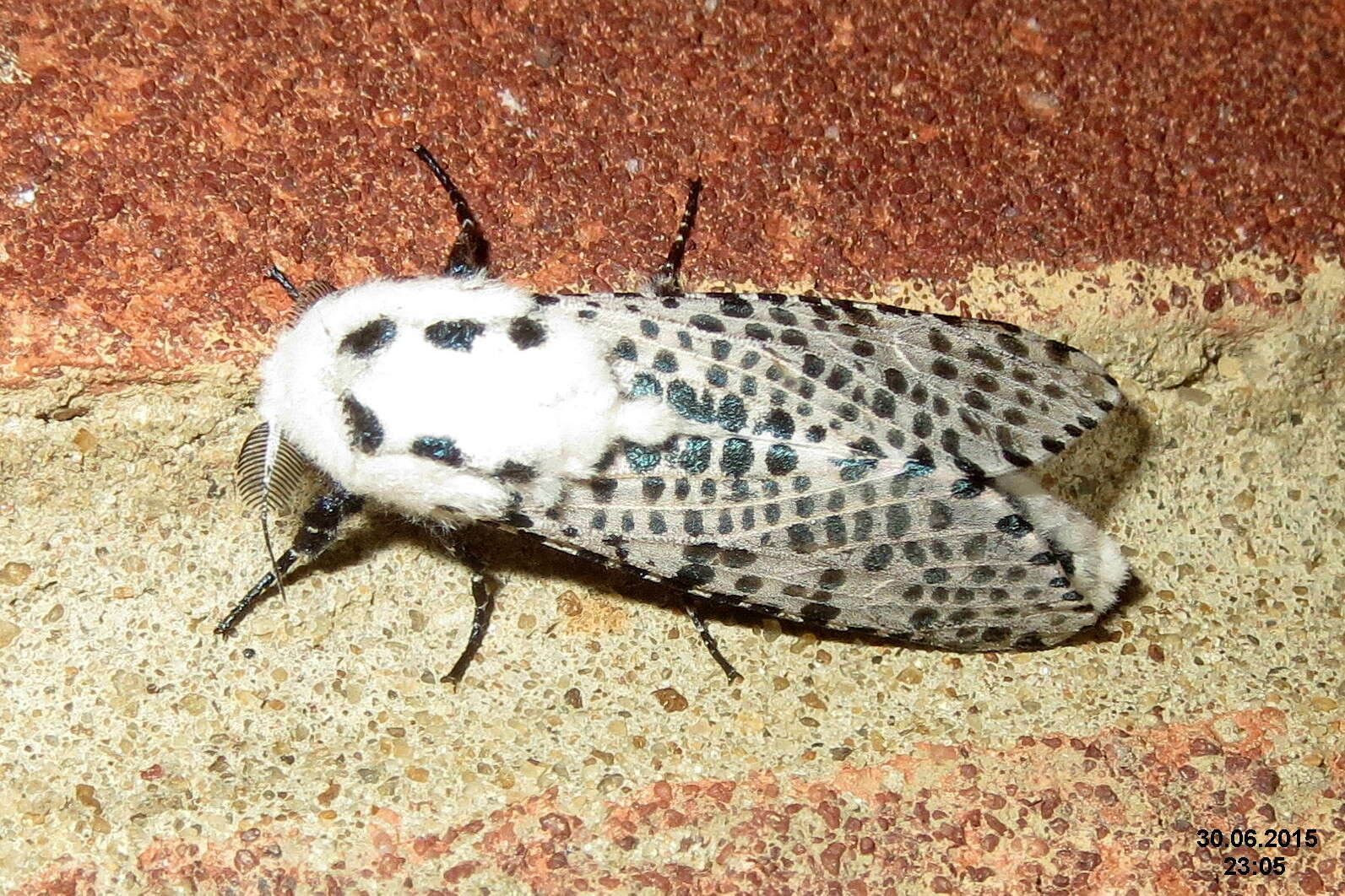 Image of leopard moth