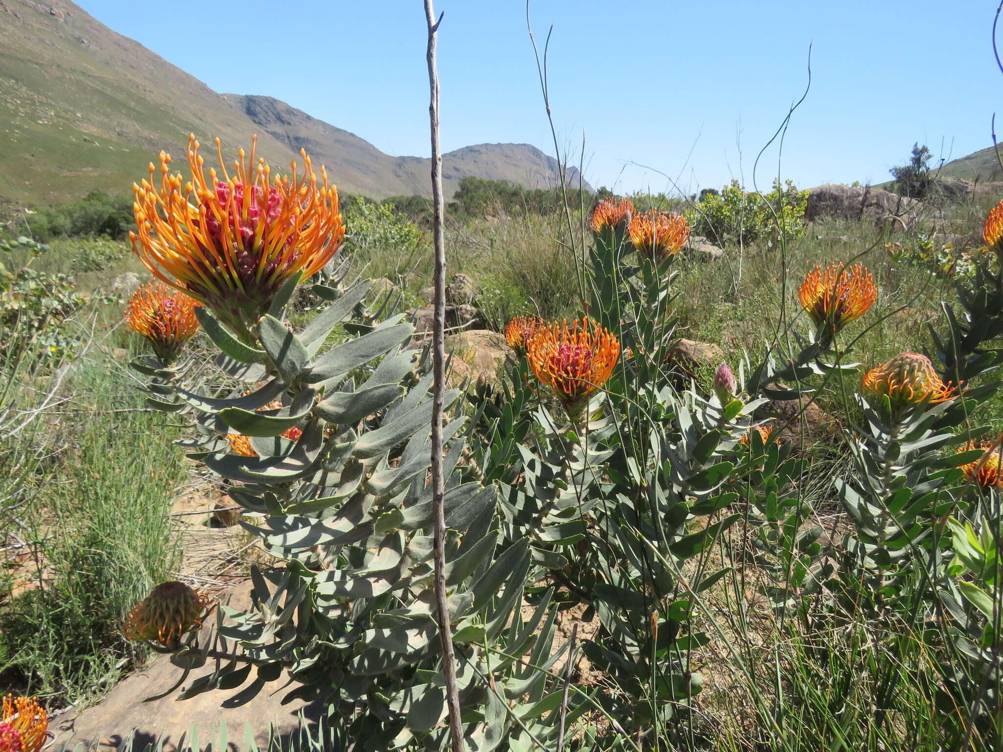 Image of silky-haired pincushion