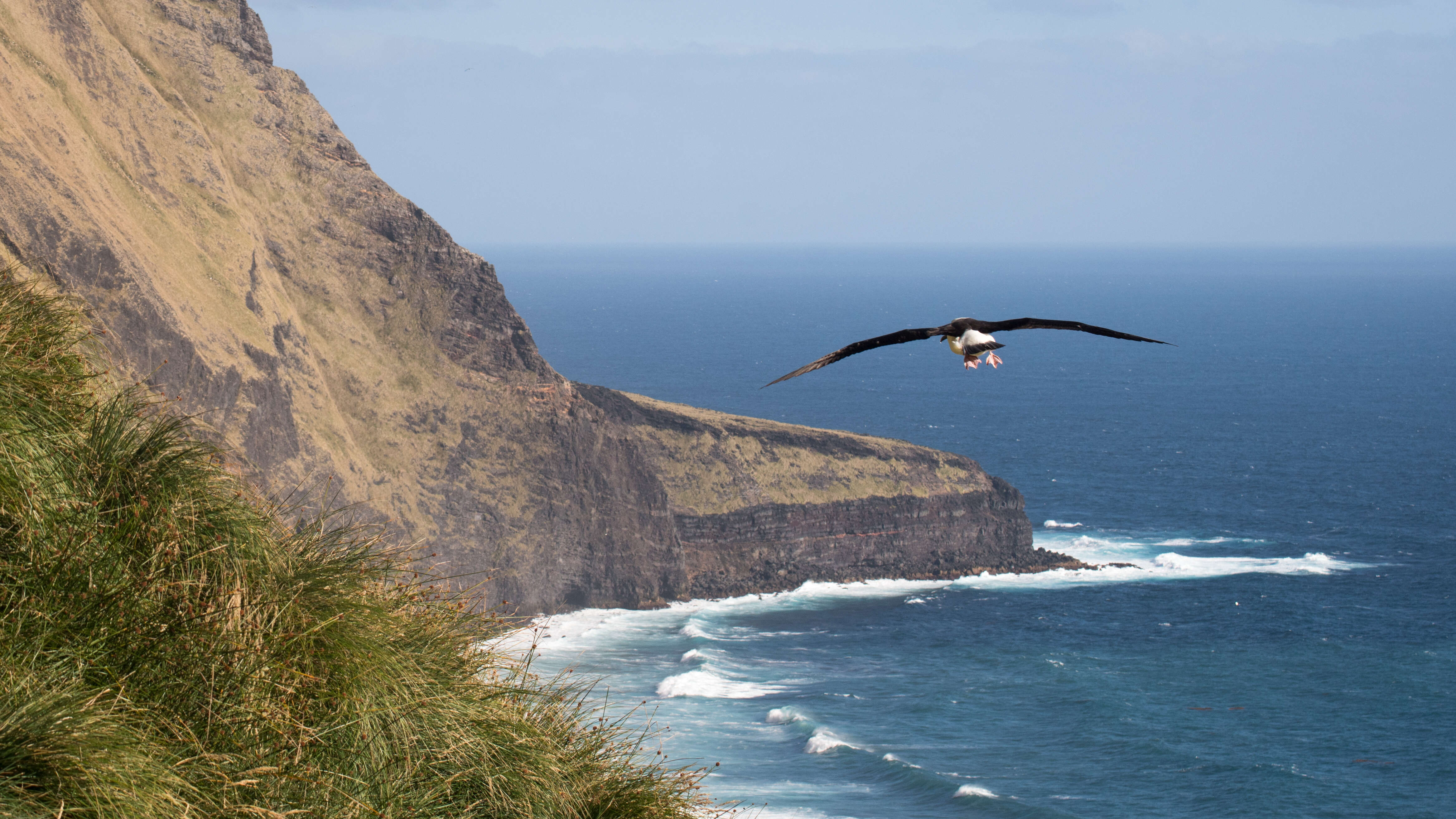 Image de Albatros de Carter