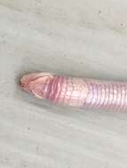 Image of Thunderworms