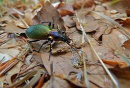 Image of Carabid beetle