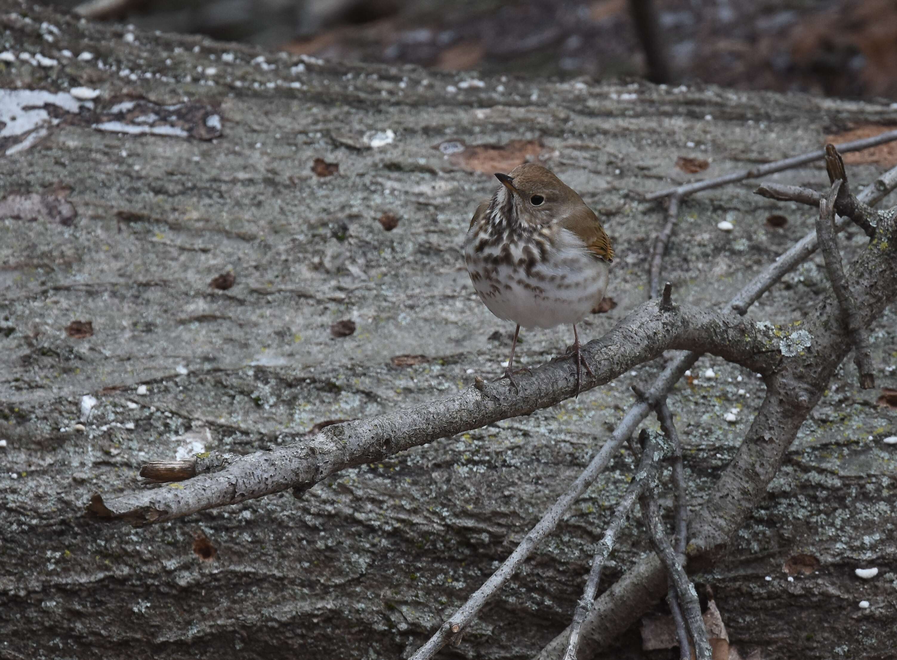 Image of Hermit Thrush