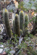 Plancia ëd Pilosocereus polygonus (Lam.) Byles & G. D. Rowley