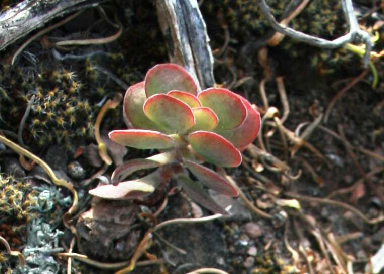 Image of Crassula atropurpurea (Haw.) D. Dietr.