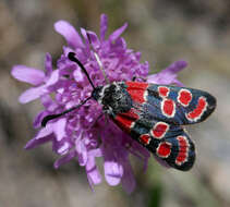 Image of Zygaena carniolica Scopoli 1763