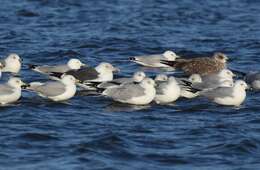 Image of Lesser Black-backed Gull