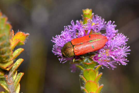 Image de Melaleuca crossota Craven & R. D. Edwards