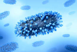 Image of Human respiratory syncytial virus