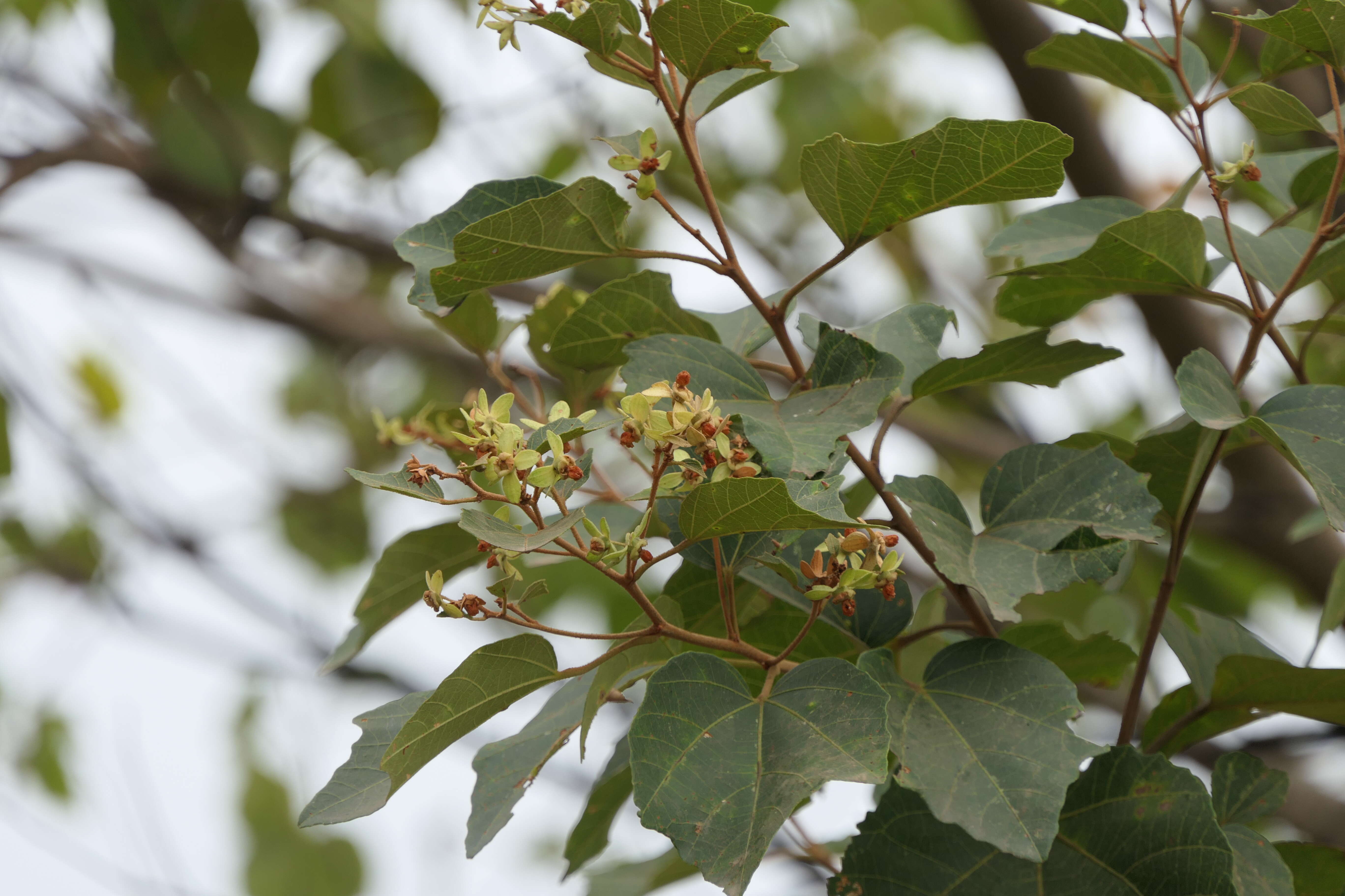 Image of Kydia calycina Roxb.