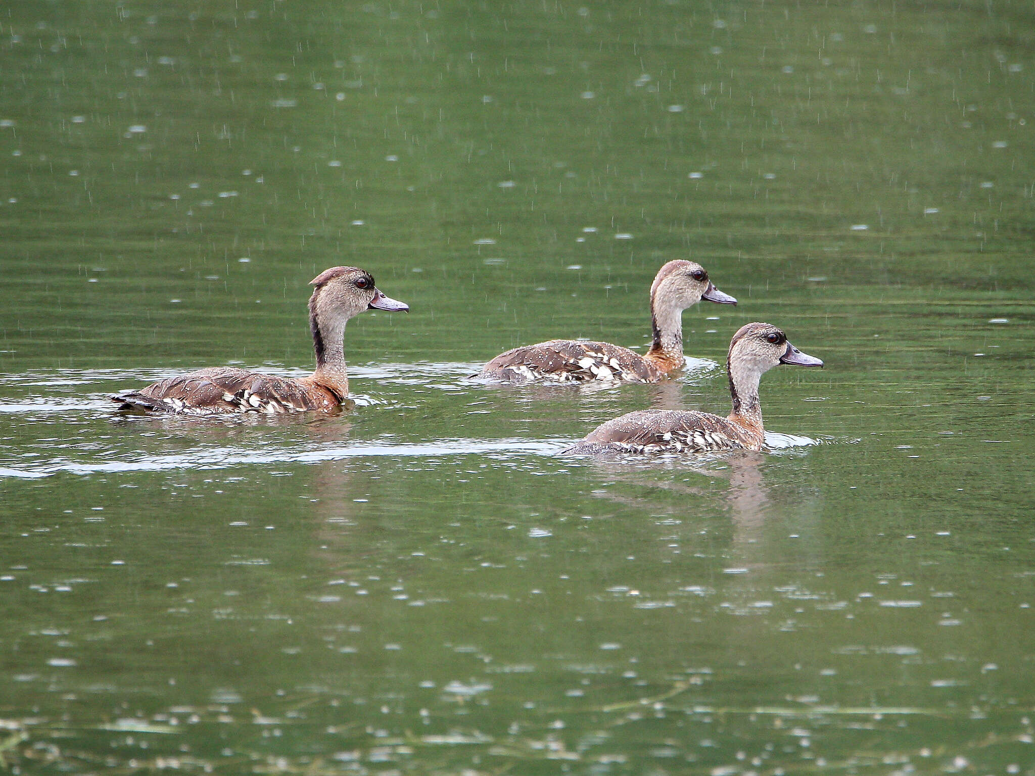 Image of Spotted Whistling Duck