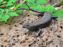 Image de Trachylepis brevicollis (Wiegmann 1837)