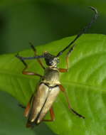 Image of Typocerus acuticauda Casey 1913