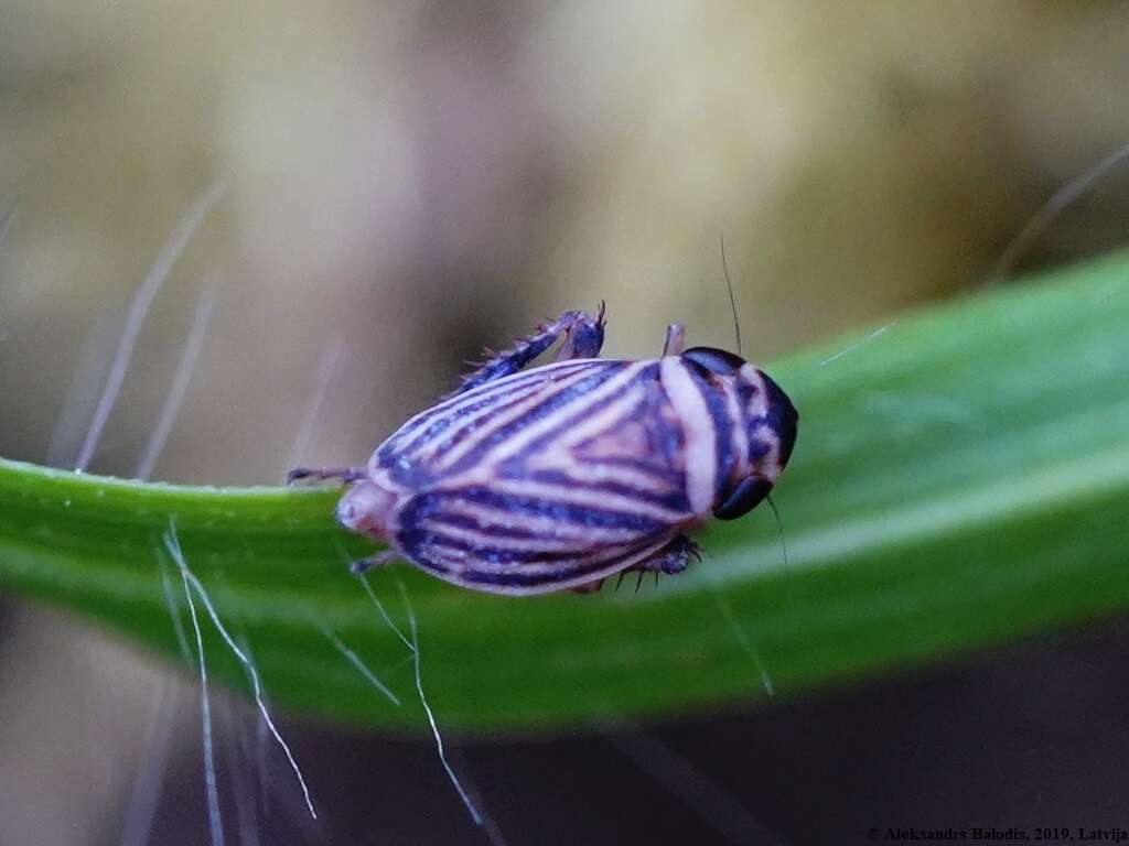 Image of <i>Anoscopus flavostriatus</i>