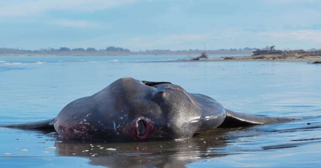 Image of Mola alexandrini