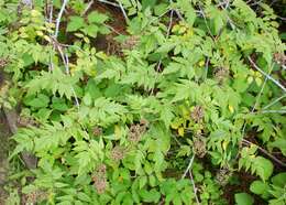 Слика од Rubus cockburnianus Hemsl.