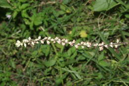 Image of Pastureweed