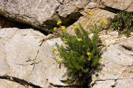 Image de Ivesia gordonii (Hook.) Torr. & Gray