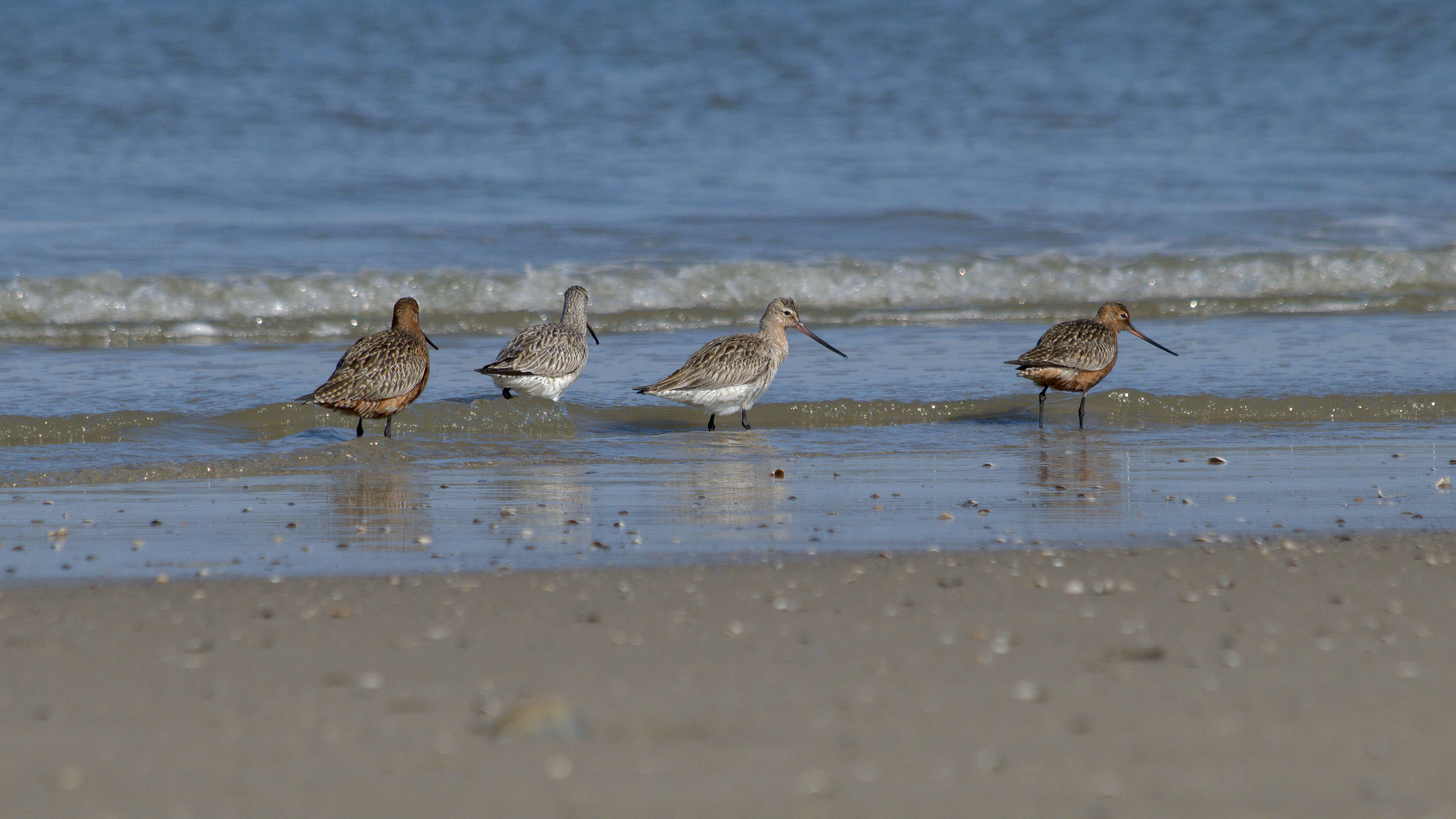 Image of Bar-tailed Godwit