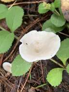 Image of Clitocybe fragrans (With.) P. Kumm. 1871