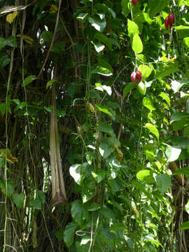 Image of Adenia heterophylla (Bl.) Koord.