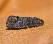 Image of codling moth