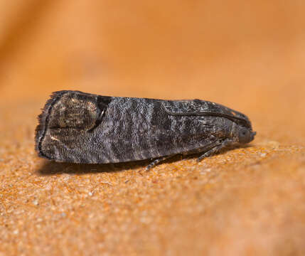 Image of codling moth