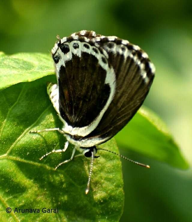 Image of Common Pierrot