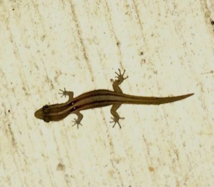 Image of Roosevelt's Least Gecko