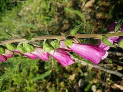 Imagem de Digitalis purpurea L.