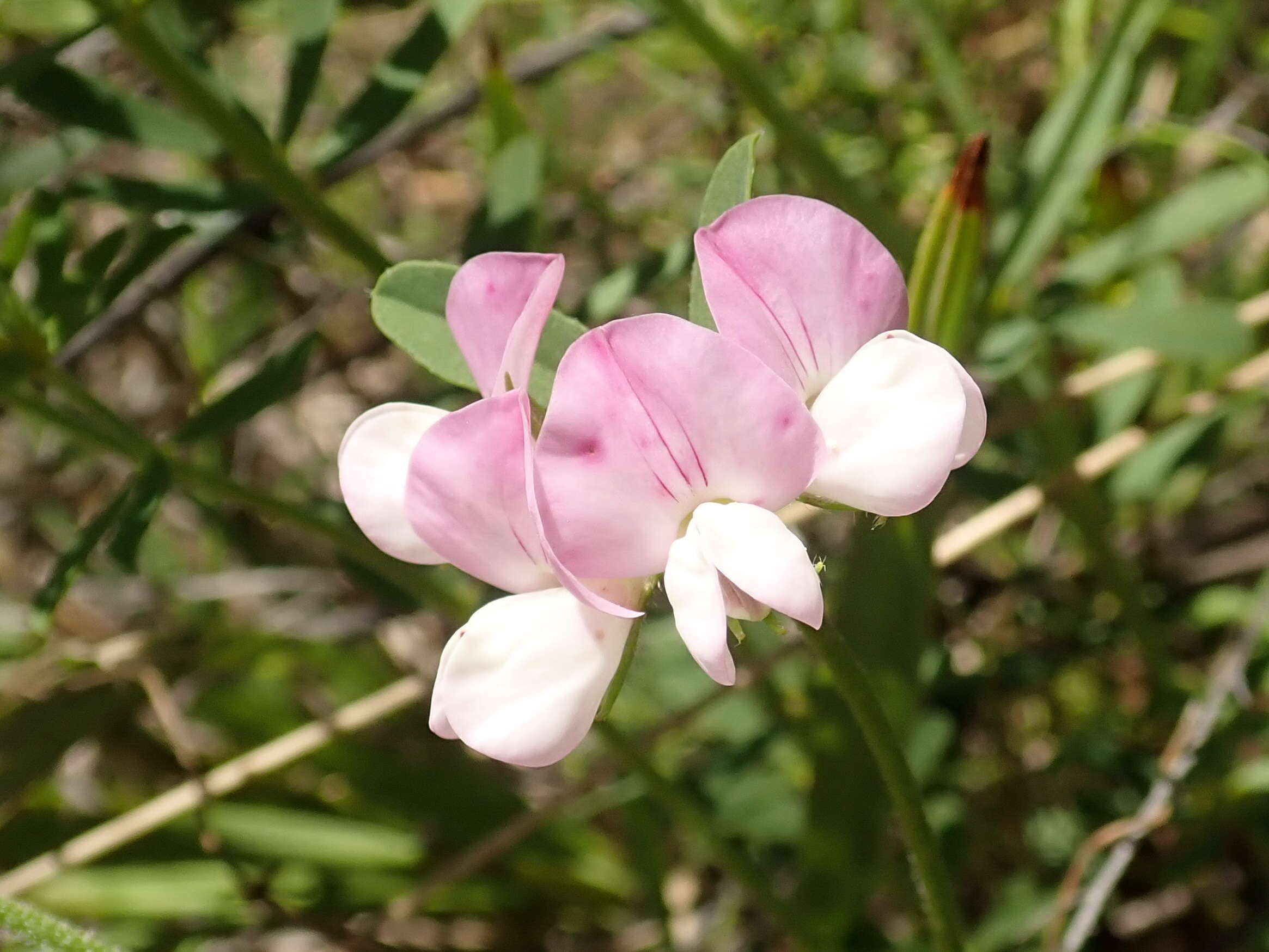 Plancia ëd Lotus australis Andrews