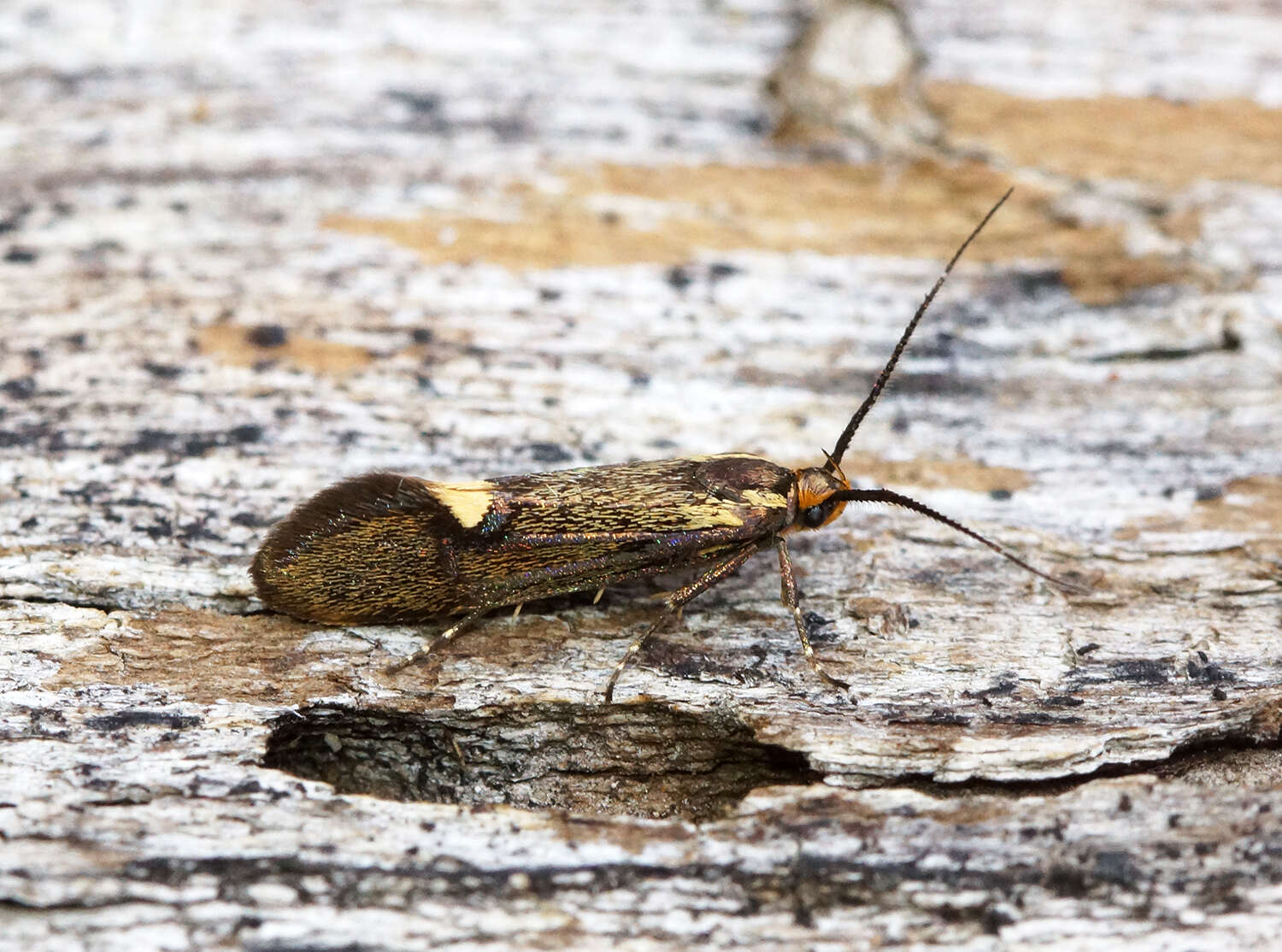 Plancia ëd Esperia sulphurella