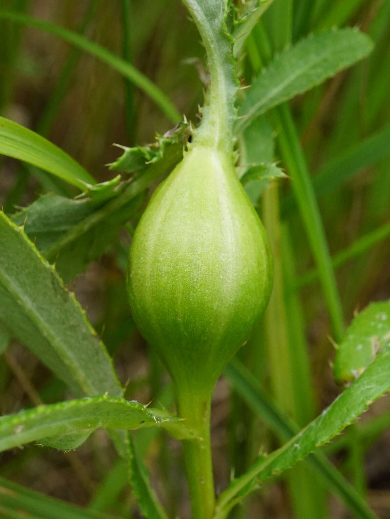 Image of Urophora cardui (Linnaeus 1758)