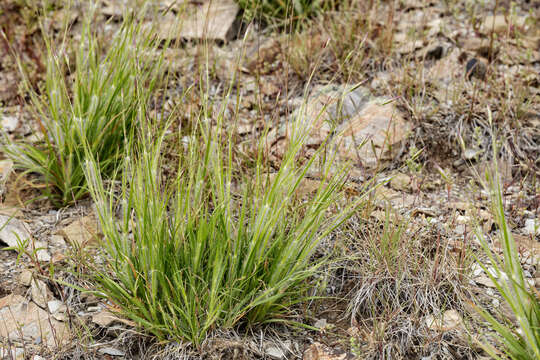 Image de Danthonia unispicata (Thurb.) Munro ex Macoun