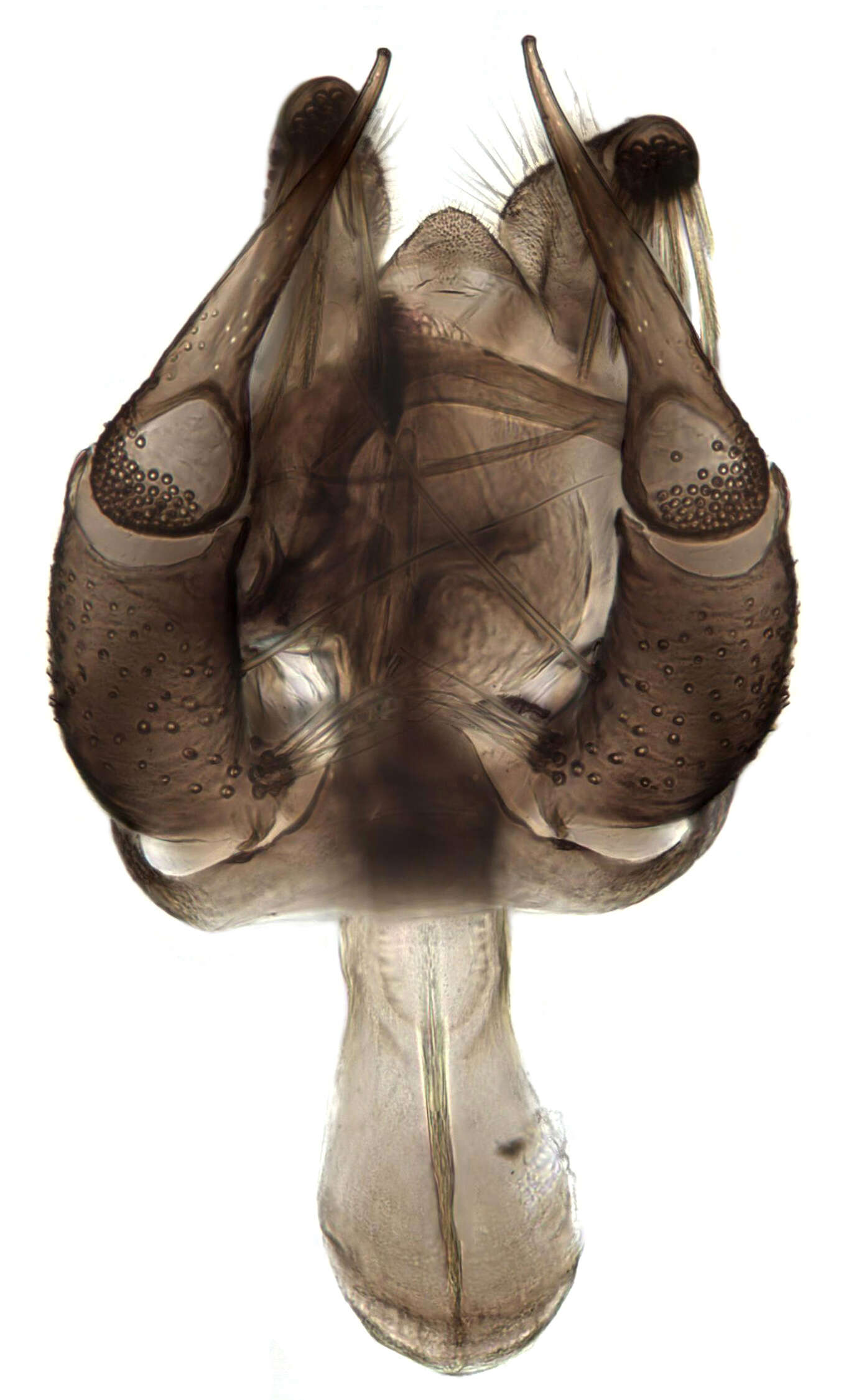 Image of moth flies and sand flies