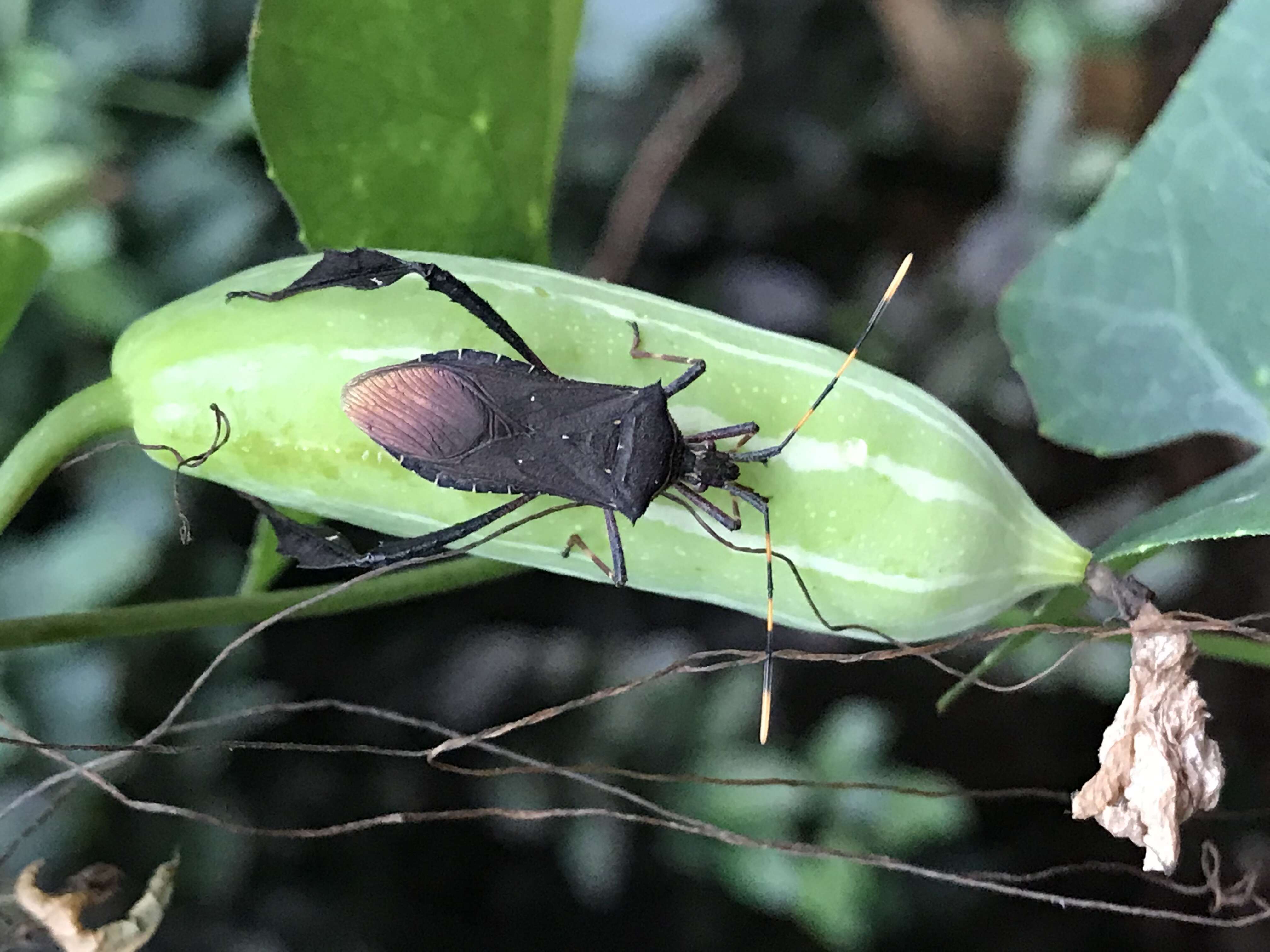 Image of Passionvine Bug