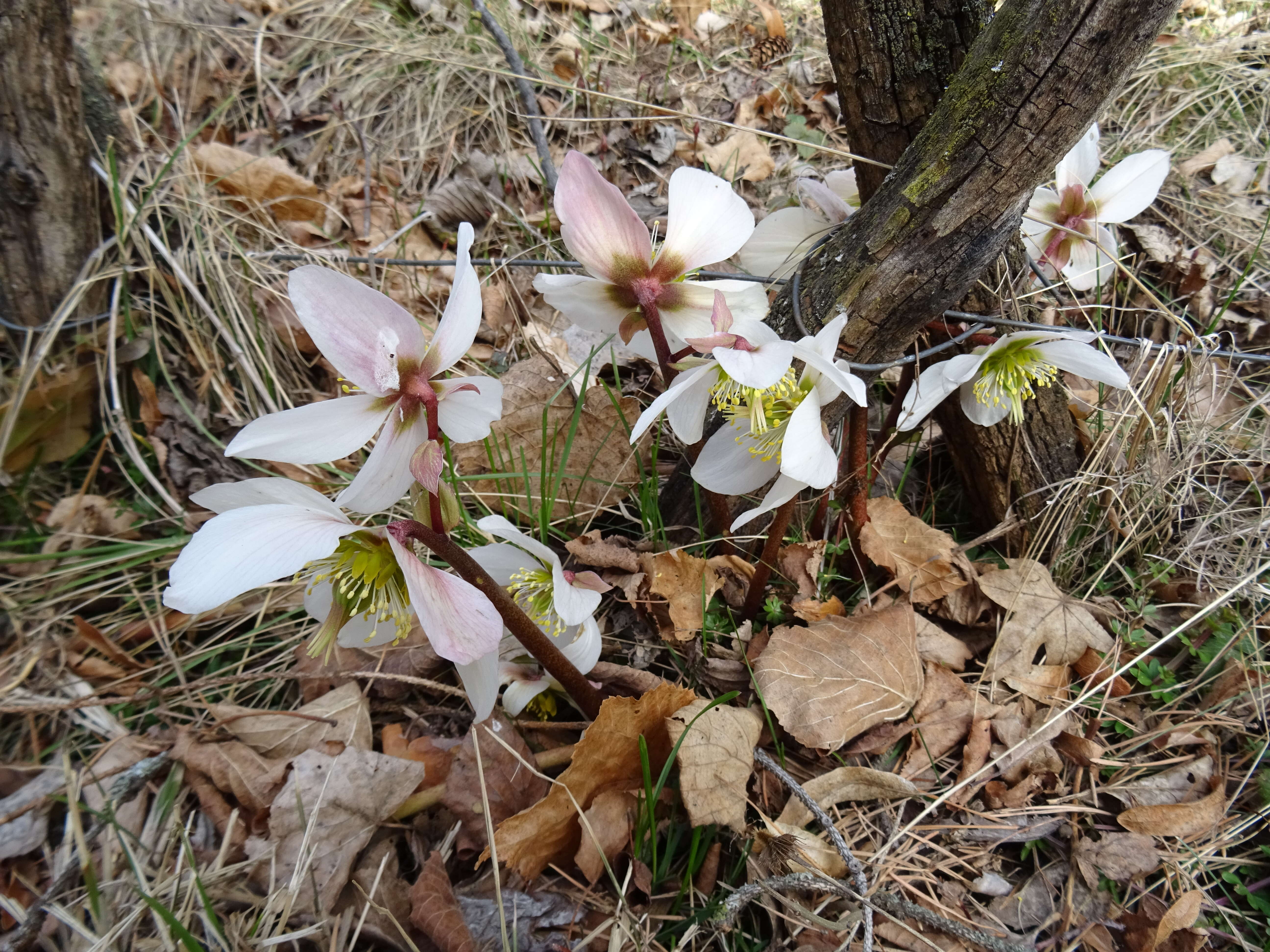 Image of black hellebore