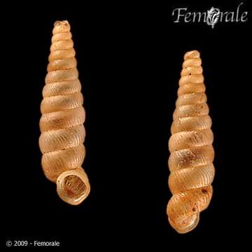 Image of Urocoptidae