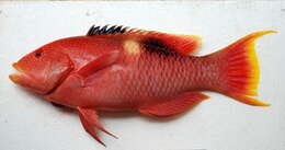 Image of Golden-spot hogfish