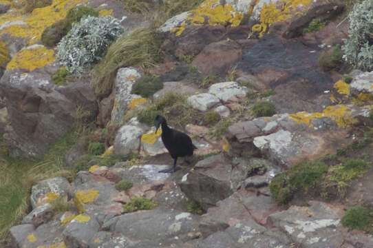 Image of European Shag