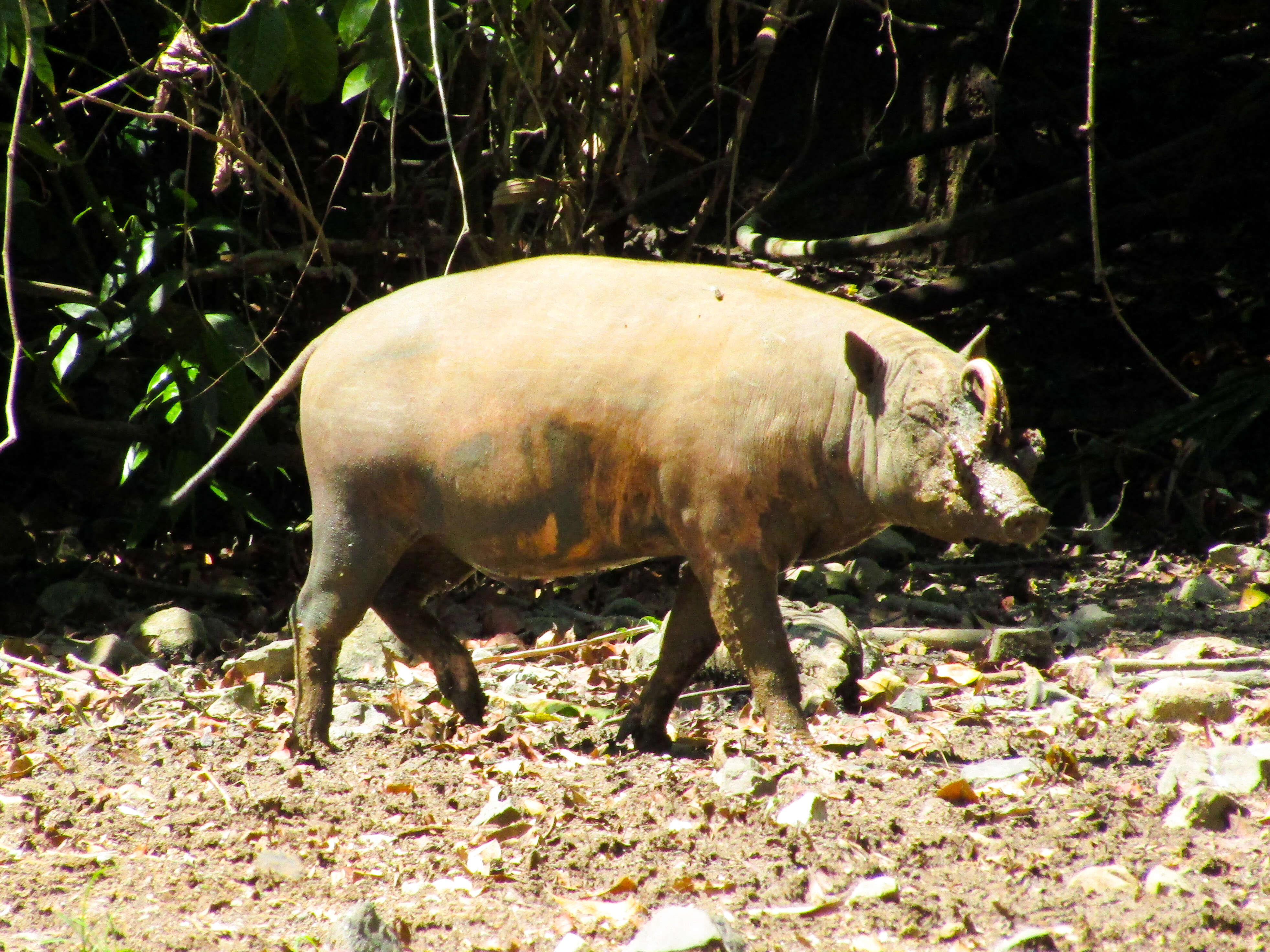 Image of Babyrousini Thenius 1970