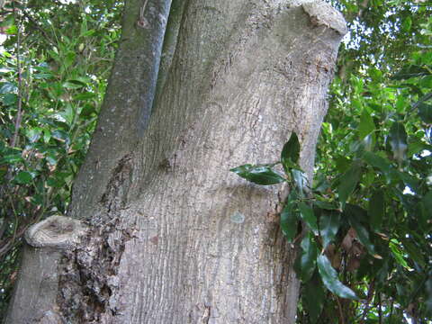 Image of Syzygium floribundum F. Müll.