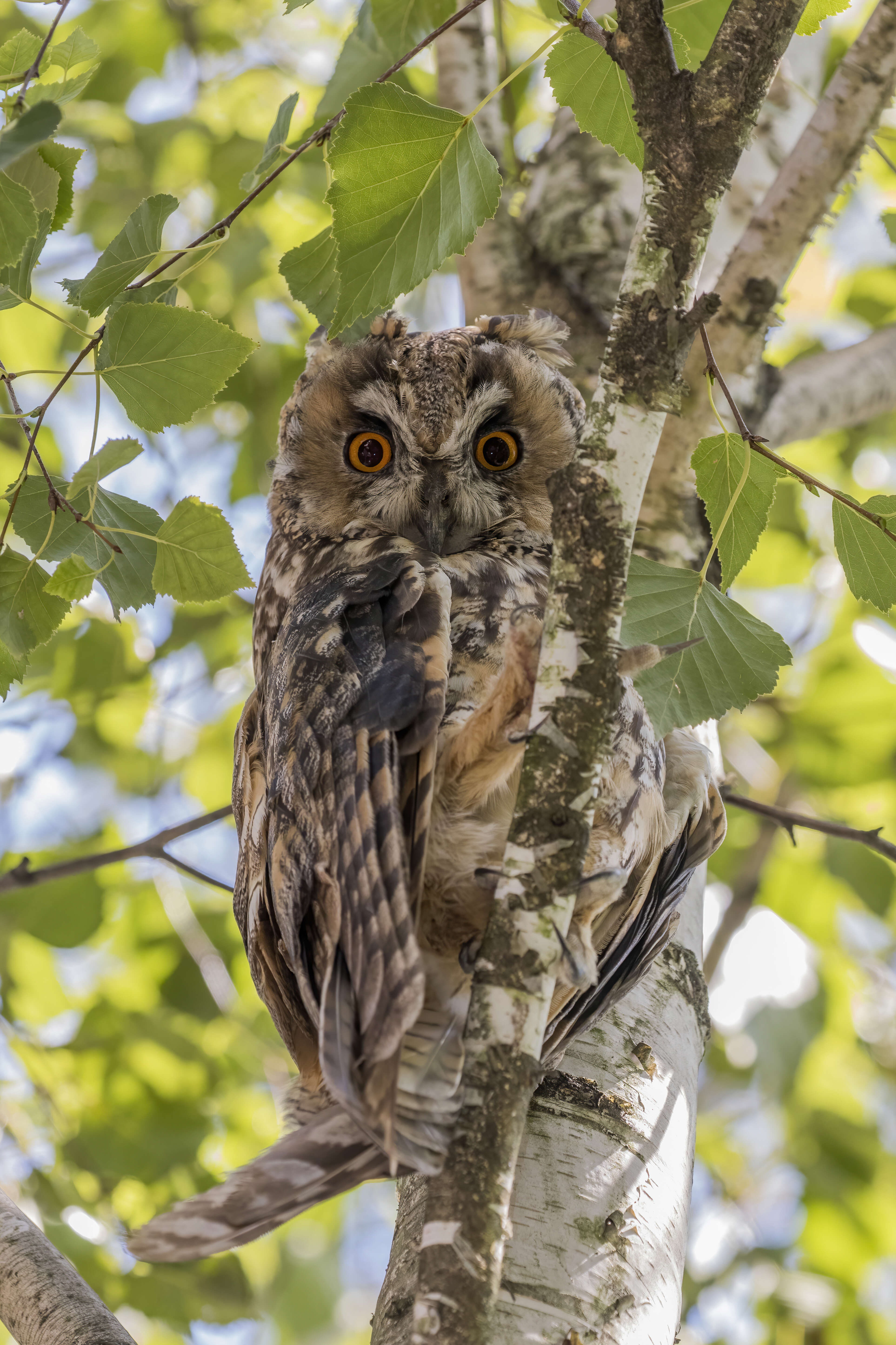 Image of Long-eared Owl