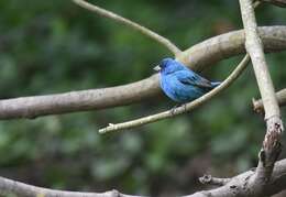 Image of Indigo Bunting