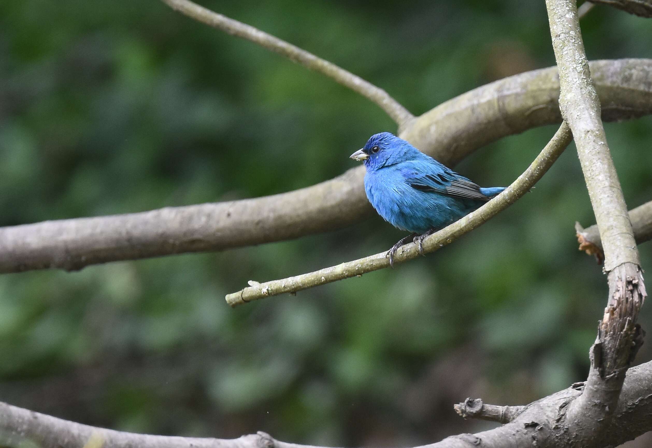 Image of Indigo Bunting