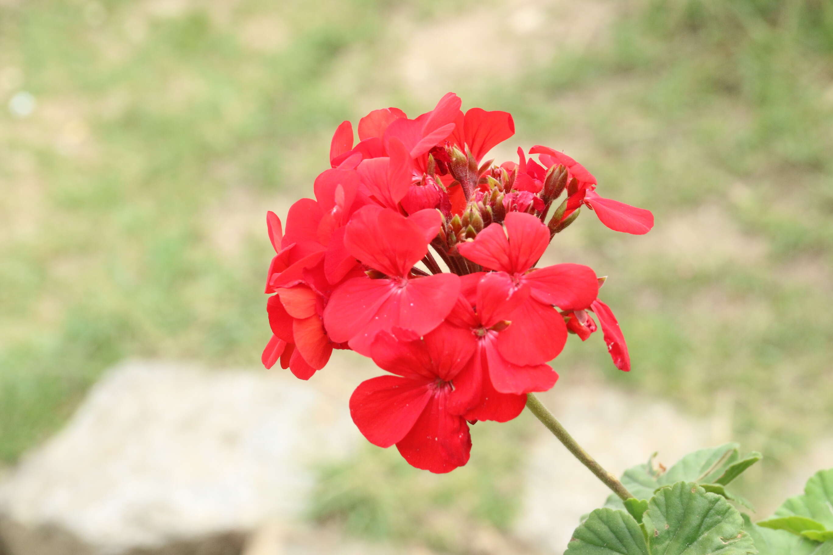 Image of Geranium