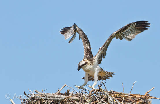 Image of ospreys